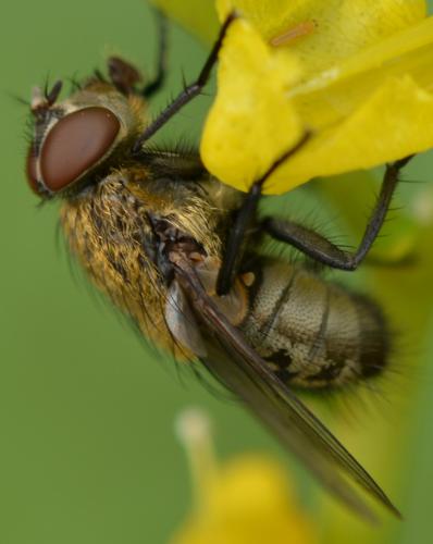 Réf. 260 639 : Pollenia sp.